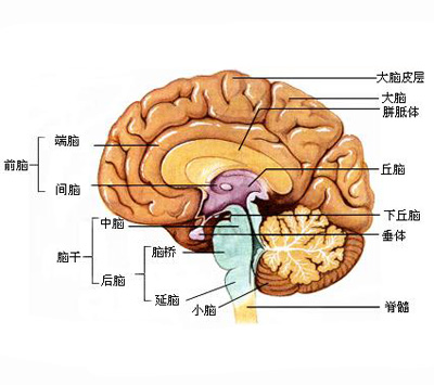 大腦的結構