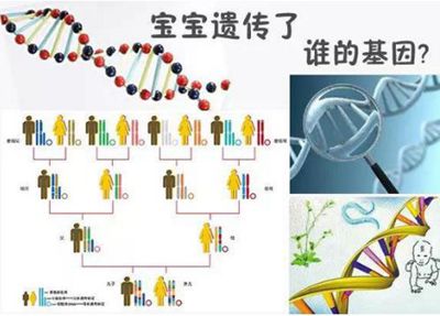 智商遺傳父親還是母親