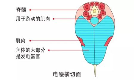 電鰻為什么會放電,電鰻能電死人嗎,電鰻能吃嗎