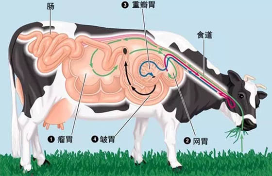 牛為什么總是不停地咀嚼,牛反芻的過程