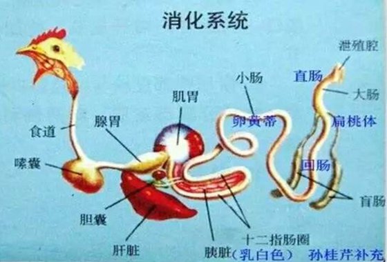 雞為什么要吃沙子,雞吃沙子的原因是為了消化