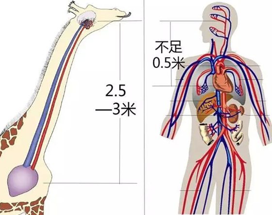 長(zhǎng)頸鹿為什么不會(huì)腦淤血,長(zhǎng)頸鹿高血壓的秘密