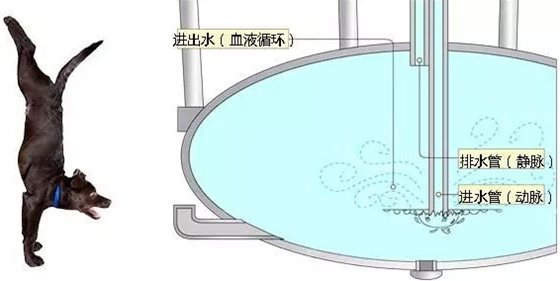 長(zhǎng)頸鹿為什么不會(huì)腦淤血,長(zhǎng)頸鹿高血壓的秘密