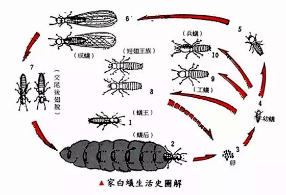 為什么家里會有白蟻,家里有白蟻怎么辦