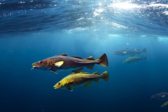 為什么南極的魚不怕冷,南極魚凍不死的原因