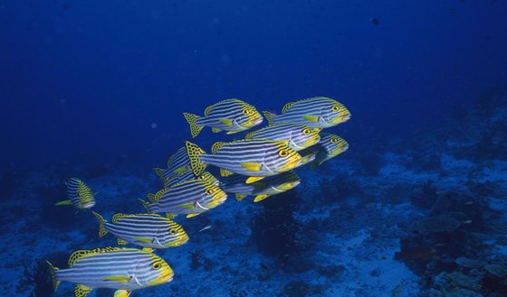 為什么深海魚不浮到水面