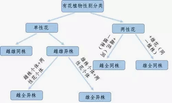 植物有性別嗎,怎么區分植物的雌雄