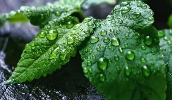 植物為什么會出汗,植物吐水的作用