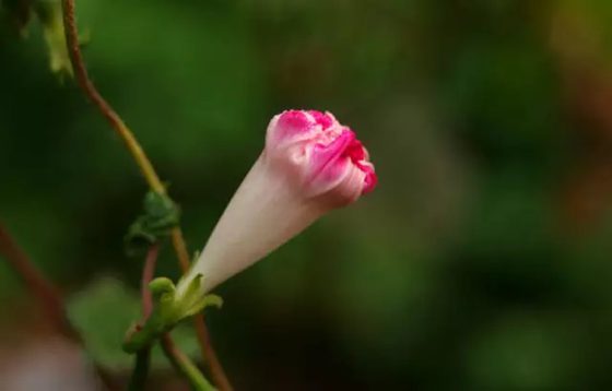 陽光下慢慢枯萎的牽牛花