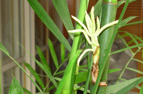 竹子開花嗎,竹子會不會開花