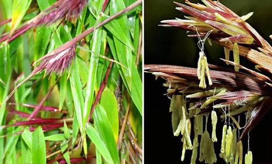 竹子開花嗎,竹子會不會開花