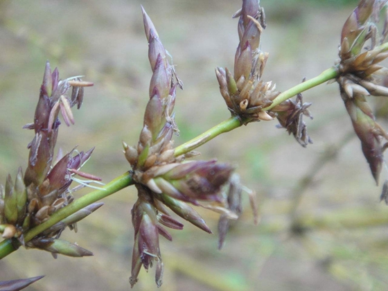 竹子開花嗎,竹子會不會開花