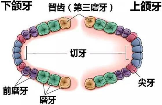 人為什么會長智齒,智齒一定要拔嗎