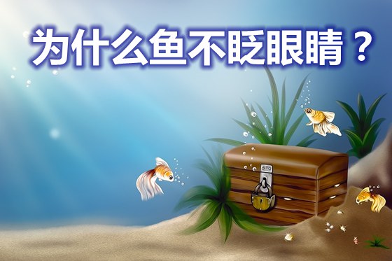 為什么魚不眨眼睛,魚為什么沒有眼皮