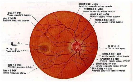 為什么看眼底能夠診斷疾病,看眼底能診斷哪些疾病