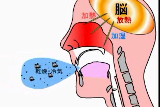 人為什么要用鼻子呼吸,用鼻子呼吸的好處