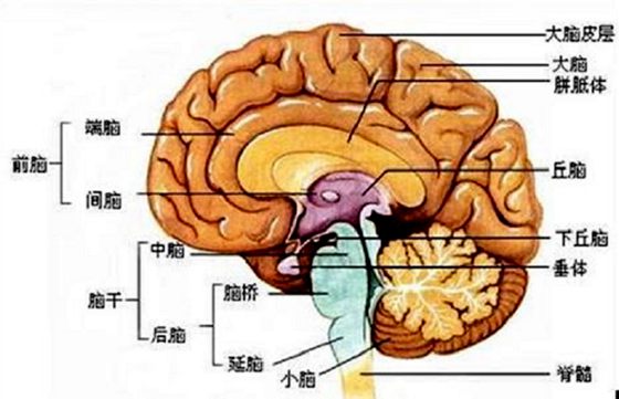 為什么人會有記憶,怎樣提高記憶力