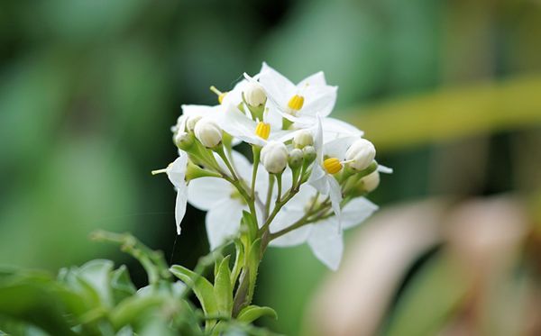 茉莉花的花語是什么,茉莉花花語大全