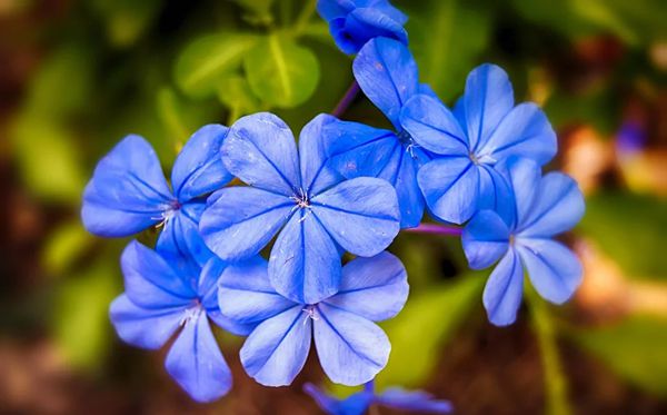 茉莉花的花語是什么,茉莉花花語大全