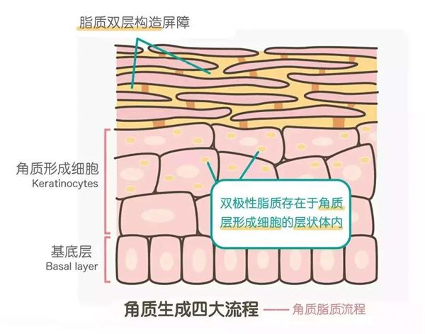 為什么洗完澡手指是皺的,手指和腳趾愛褶皺是怎么回事