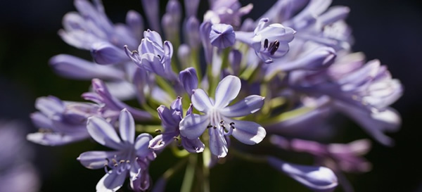 百子蓮花語