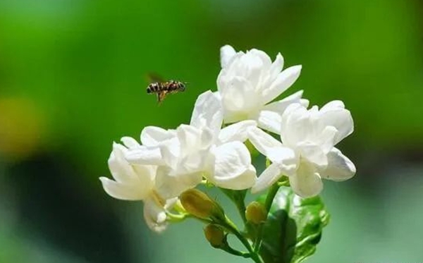 茉莉花花語,茉莉花的寓意和象征是什么