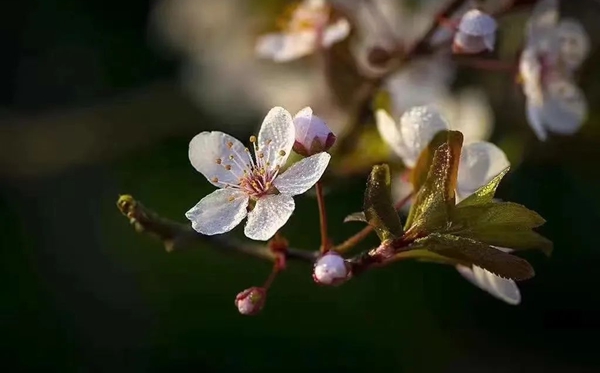 春分節氣的含義是什么,春分節氣的特點和風俗簡介