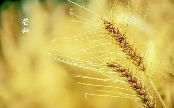 芒種節氣的含義是什么,芒種節氣的特點和風俗簡介