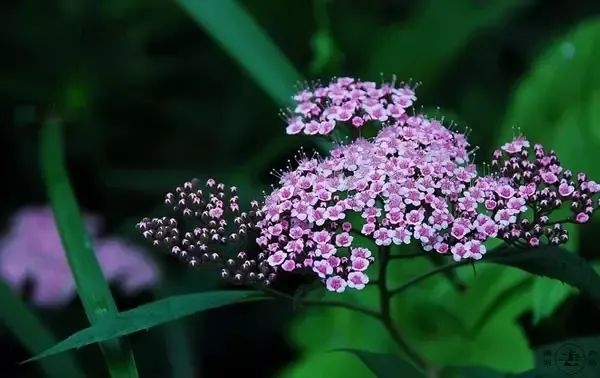 芒種節氣的含義是什么,芒種節氣的特點和風俗簡介