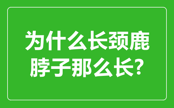 為什么長(zhǎng)頸鹿的脖子那么長(zhǎng),長(zhǎng)頸鹿脖子最長(zhǎng)幾米