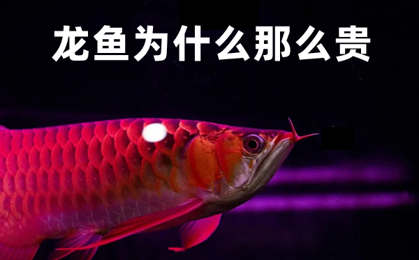 龍魚為什么那么貴,龍魚價格貴的原因